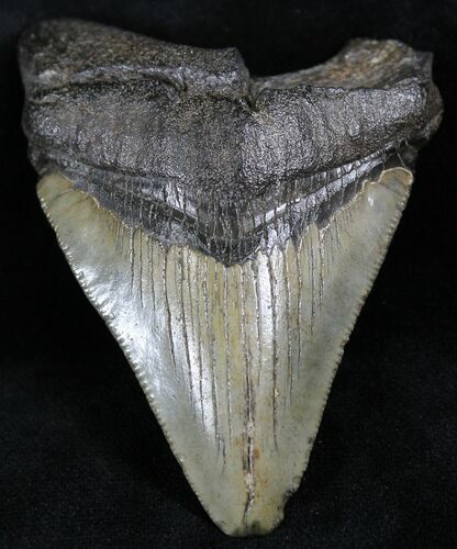 Juvenile Megalodon Tooth - South Carolina #27246